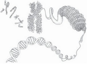 Рис. 11. Стадии упаковки ДНК в хромосомах (от двойной спирали до целых хромосом)
