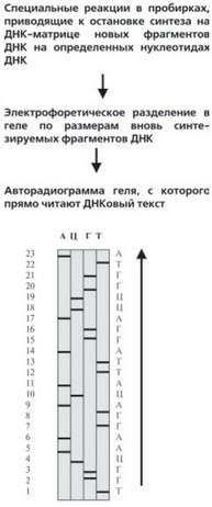 Рис. 15. Схема, поясняющая процесс подготовки и прочтения ДНКового текста
