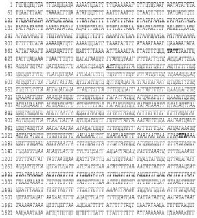 Рис. 17. Страница Энциклопедии человека, на которой записана последовательность нуклеотидов ДНК человека, кодирующая белок альфа–интерферон.