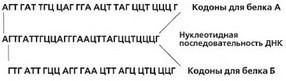 Рис. 21. Схематическое изображение перекрывания двух ДНКовых текстов, записанных на одном участке ДНК.