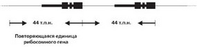 Рис. 22. Строение участка генома человека, состоящего из множества генов, кодирующих рибосомные РНК. Утолщенные линии – транскрибируемые участки