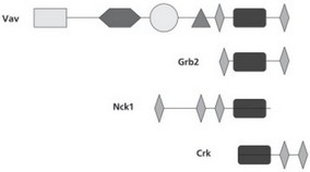 Рис. 24. Пример формирования новых генов за счет различного сочетания уже имеющихся экзонов.