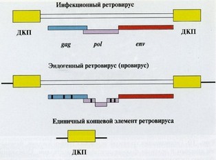 Рис. 27. Типичные структуры инфекционных и эндогенных ретровиру-сов, а также их отдельных элементов в геноме человека.