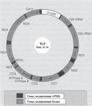 Рис. 30. Структура митохондриального генома человека (митДНК)