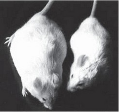 Рис. 32. Фотография нормальной мыши (справа) и трансгенной, содержащей ген гормона роста человека (слева)