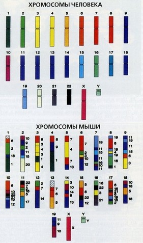 Рис. 37. Генетическое сходство (гомология) хромосом человека и мыши. 