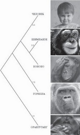 Рис. 38. Филогенетическое древо человека и высших обезьян (цифрами указаны миллионы лет, прошедших после каждого ответвления)