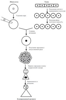 Рис. 41. Общая схема процедуры клонирования любых животных организмов (включая человека) с помощью пересадки ядер взрослых соматических клеток в женскую половую клетку (яйцеклетку)