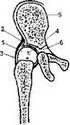 Рис. 1. Схема строения нормального тазобедренного сустава