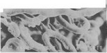 Рис. 4. Конструкция капиллярного звена микрососудистого русла коронковой пульпы. Коррозионный препарат микрососудов пульпы моляра собаки (электронная микроскопия).X480.