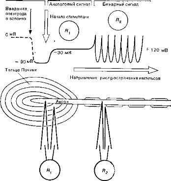 Рис. 1. Генерация и распространение нервного импульса в тельце Пачини и в аксоне, выходящем из рецептора. Rx и fe - положение регистрирующих микроэлектродов (внизу) и соответствующие записи (вверху): рецепторный потенциал и периодический потенциал действия. 