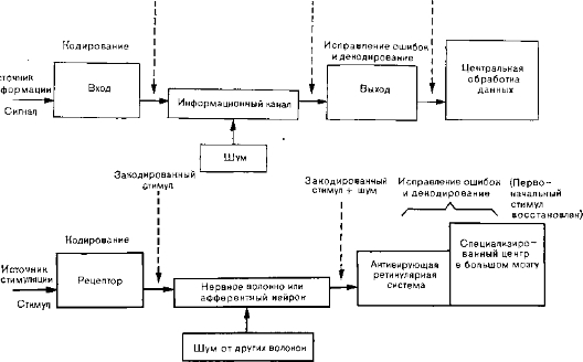 Рис. 3. Схема передачи информации в технических коммуникационных системах (вверху) и в нервной системе (внизу)