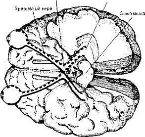 Рис. 13. Схема зрительных путей, спроецированная па основание мозга.