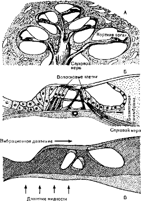 Рис. 21. Кортиев орган во внутреннем ухе.