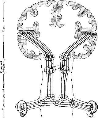 Рис. 22. Нейроны слухового пути (сильно упрощенная схема).