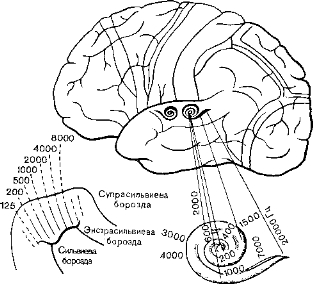 Рис. 23. Первичное и вторичное представительства кортиева органа в коре мозга у человека. 