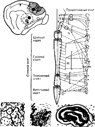 Рис. 34. Схема строения интероцептивной системы.