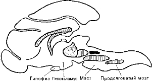 Рис. 41. Внизу — центры сна (гипногенные центры) в стволе мозга кошки. 