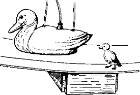 Рис. 52. В результате импринтинга утенок следует за каждым движением искусственной утки-ма- тери — первого движущегося предмета, увиденного птенцом после вылупления.