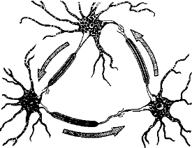 Рис. 53. Схема реверберирующей нейронной цепи.