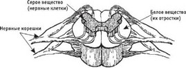 Рис. 5. Два сегмента спинного мозга