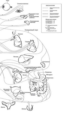 Рис. 8. Схема контроля головного мозга органов и систем через сегменты спинного мозга