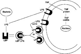 Рис. 4.2. Связывание эндотоксина и активация макрофагов липополисахаридом CD14 — рецепторный белок, связывающий комплекс LBP-LPS;