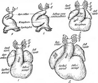 Рис. 2. Развивающееся сердце эмбрионов человека (по Крамеру).