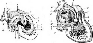 Рис. 7. Латеральные разрезы развивающегося эмбриона, показывающие взаимоотношения различных перегородок сердца 