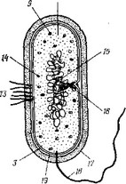 Рис. 3.2. Схема ультраструктурной организации клетки эукариот (А) и типичной бактериальной клетки (прокариотической) (Б). 