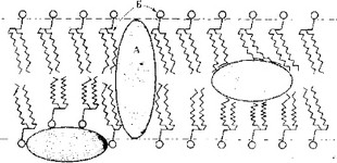 Рис. 3.15. Классическая «мозаичная» модель структуры мембраны. А — белок, Б — липиды.