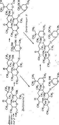 Рис. 6.24. Биосинтетические взаимоотношения, характерные для эритромицинов.