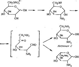 Рис. 6.34. Гипотетический путь биосинтеза неозаминов.