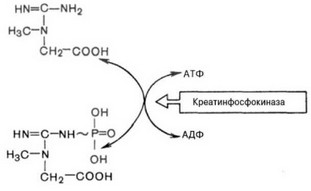 Рис. 47. Ферментативная реакция с участием креатинфосфокиназы.