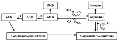 Рис. 48. Основные пути внутриклеточной биотрансформации аденозина