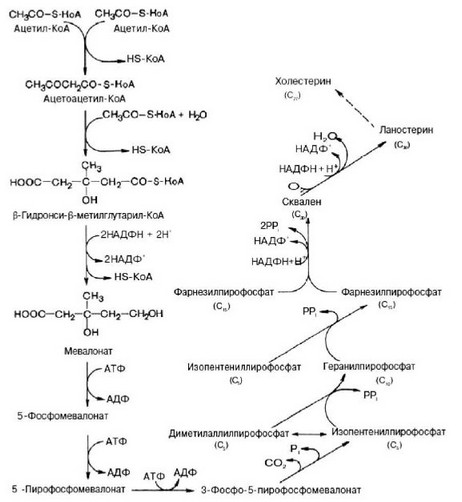Рис. 51. Общая схема синтеза холестерина (по Березову Т.Т., Коровкину Б.Ф., 1998).