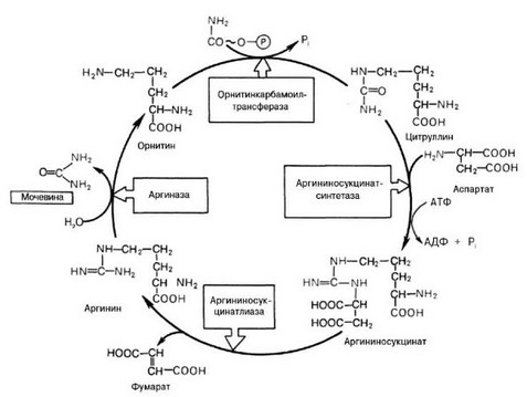 Рис. 53. Орнитиновый цикл синтеза мочевины (по Березову Т.Т., Коровкину Б.Ф., 1998).