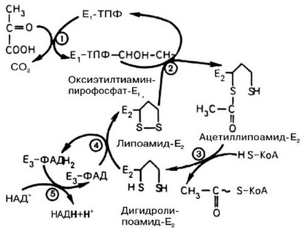 Рис. 64. Механизм действия пируватдегидрогеназного комплекса (по Березову Т.Т., Коровкину Б.Ф., 1998).