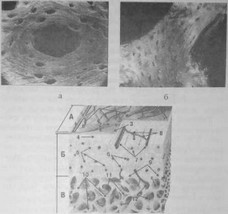 Рис. 7 Гистологическое строение костного матрикса (а, б) и костной ткани (в)