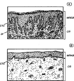 Рис. 1-7. Граница между эпителием и соединительной тканью собственной пластинки в различных участках слизистой оболочки полости рта.