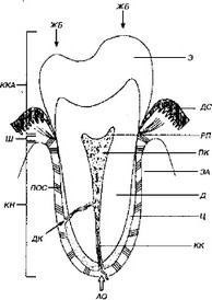 Рис. 4-1. Общий план структурной организации зуба.