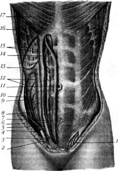 Рис.41 (начало). Топография мышц, сосудов и нервов передней брюшной стенки