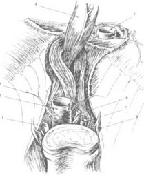 Рис. 2. Расположение аортального и пищеводного отверстий (вид сзади)